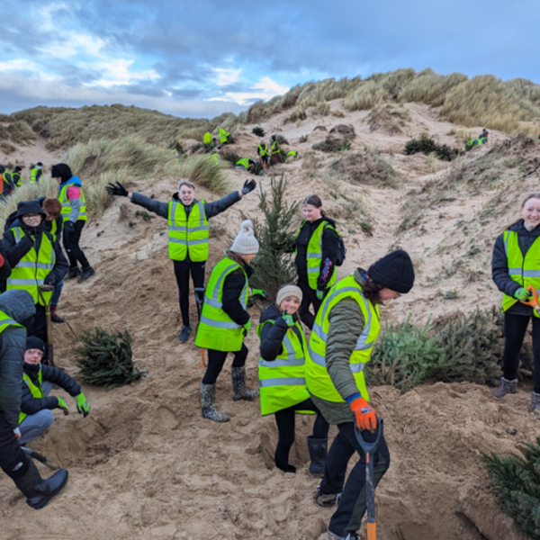 Image of Year 9: Monday saw a group of students getting involved Christmas tree planting at the dunes in St Annes.